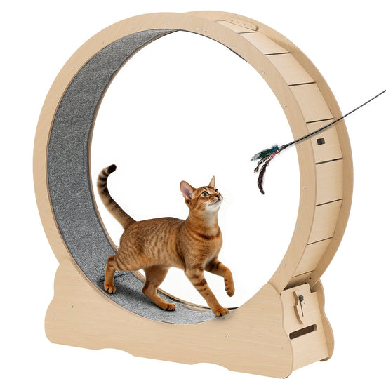 48in Cat Exercise Wheel Indoor Quiet